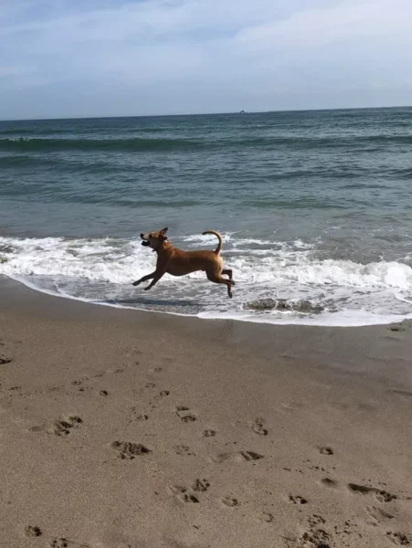 cachorros-curtindo-a-vida-a-beira-mar