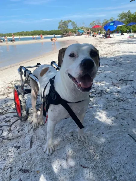 cachorros-curtindo-a-vida-a-beira-mar