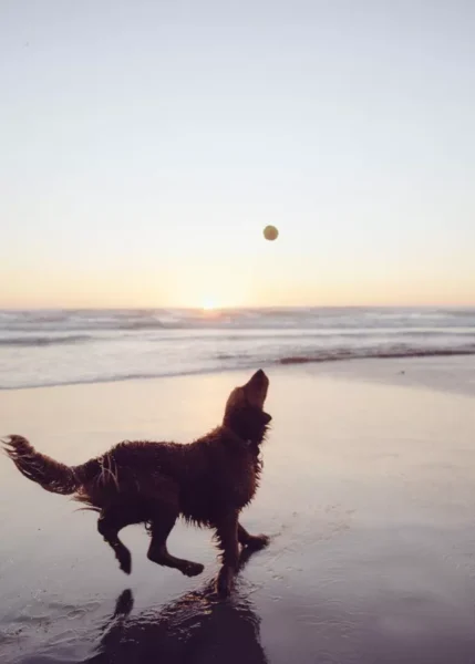 cachorros-curtindo-a-vida-a-beira-mar