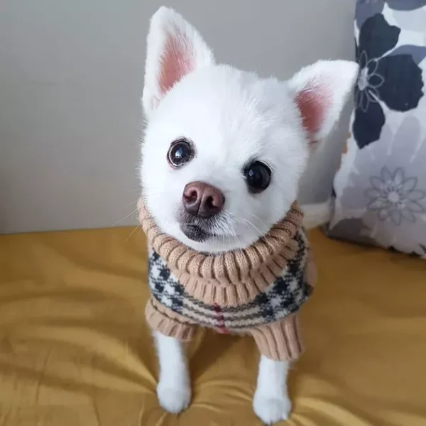 adoráveis cachorros idosos, vivendo seus melhores dias