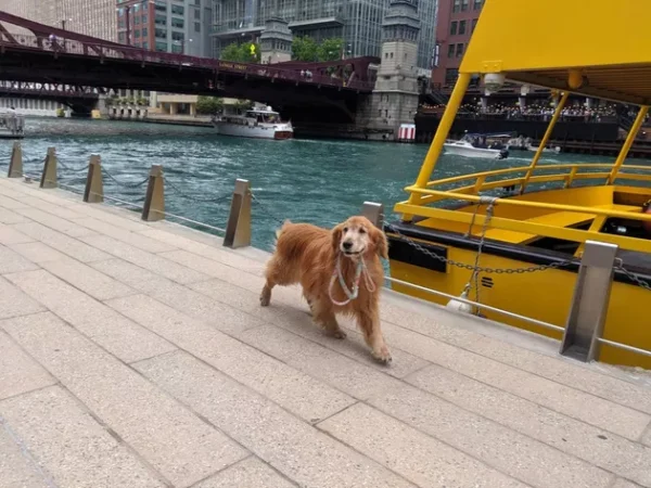 adoráveis cachorros idosos, vivendo seus melhores dias