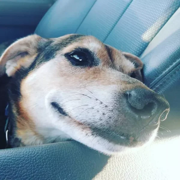 adoráveis cachorros idosos, vivendo seus melhores dias