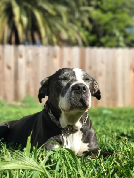 adoráveis cachorros idosos, vivendo seus melhores dias