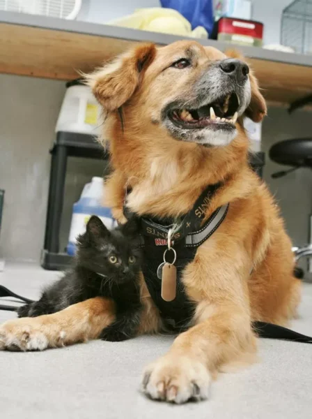 adoráveis cachorros idosos, vivendo seus melhores dias