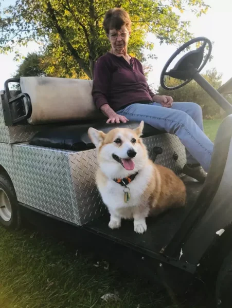 adoráveis cachorros idosos, vivendo seus melhores dias