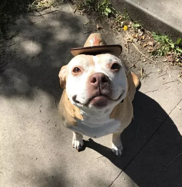 adoráveis cachorros idosos, vivendo seus melhores dias