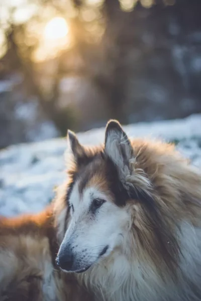 adoráveis cachorros idosos, vivendo seus melhores dias