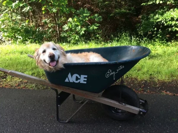 adoráveis cachorros idosos, vivendo seus melhores dias