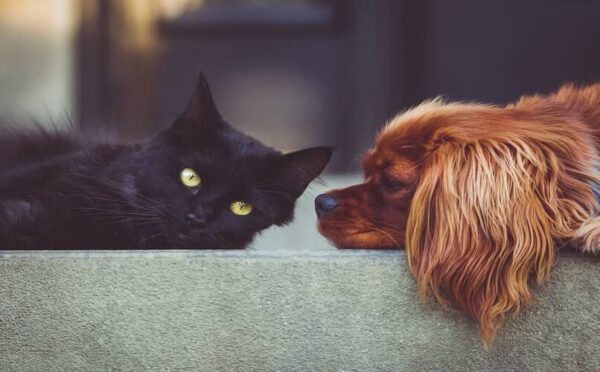 Cães e gatos realmente se odeiam? Cães e gatos realmente se odeiam?