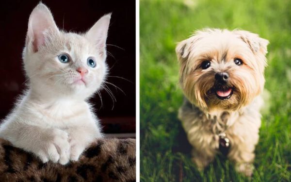 Cães e gatos realmente se odeiam?