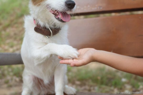 Como cortar unha de cachorro?