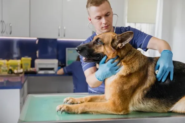 Como desengasgar um cachorro