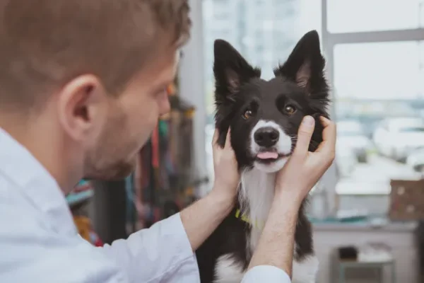 Como desengasgar um cachorro