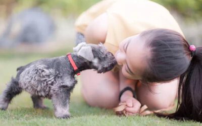 Como ensinar o cachorro a beijar