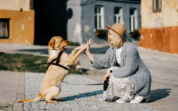 Como ensinar o cachorro a acenar