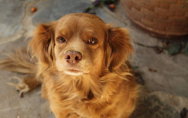 Como ensinar o cachorro a acenar