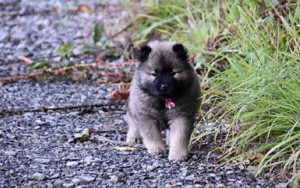 Como ensinar o cachorro a andar para trás