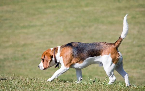 Como ensinar o cachorro a andar para trás