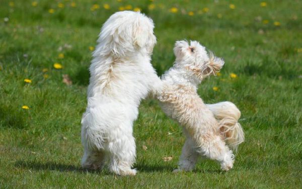 Como ensinar o cachorro a curvar-se