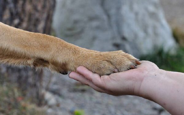 Como ensinar o cachorro a dar a pata