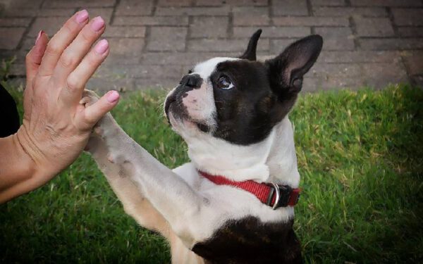 Como ensinar o cachorro a dar a pata