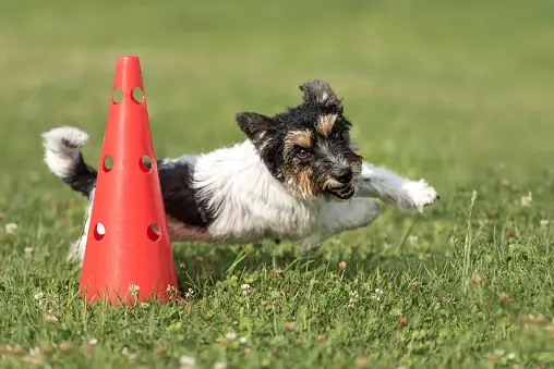 Como ensinar o cachorro a girar