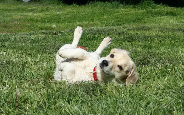 Como ensinar o cachorro a rolar no chão