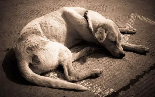 Como ensinar o cachorro a se fingir de morto