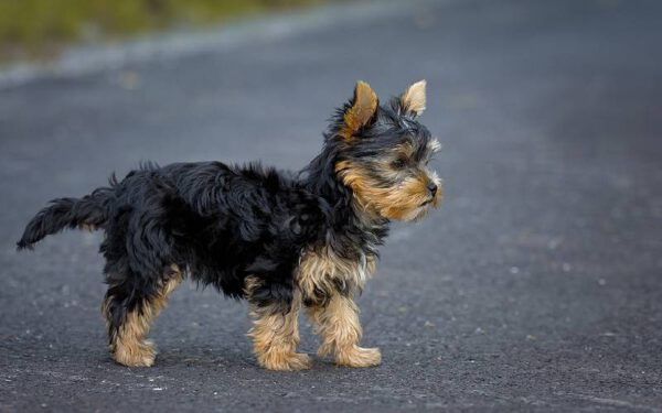 Como os cachorros encontram o caminho para casa?