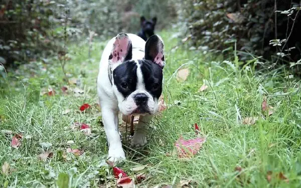 Como os cachorros encontram o caminho para casa?