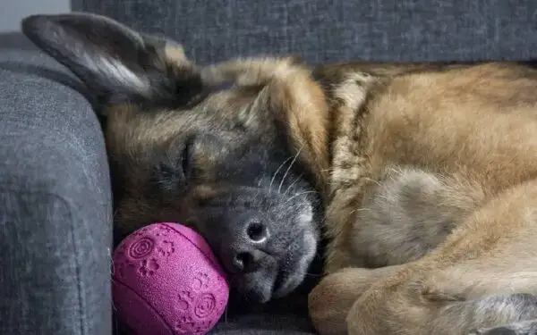 Descubra os significados das 05 posições em que os cachorros dormem