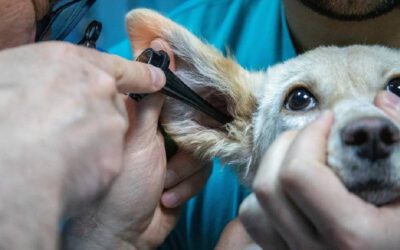 dicas-para-limpar-as-orelhas-dos-cachorros