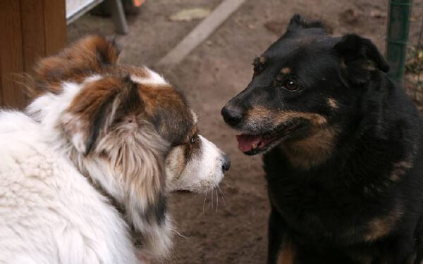 Como ensinar o cachorro a falar