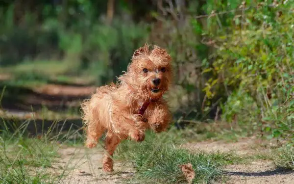 dicas para ensinar o cachorro a passear sem a guia