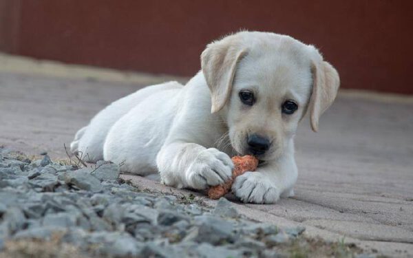 Frutas, verduras e legumes que os cães podem comer