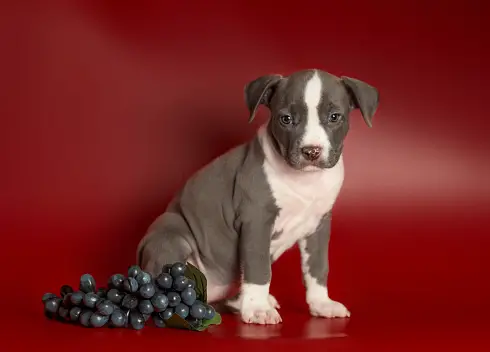 Frutas, verduras e legumes que os cães podem comer