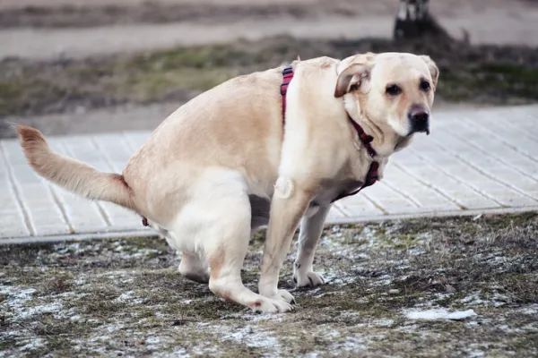 O que dar para cachorro com diarreia?