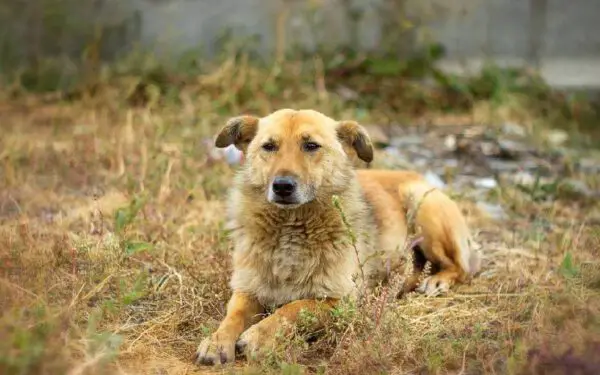 O que é bom para sarna de cachorro?