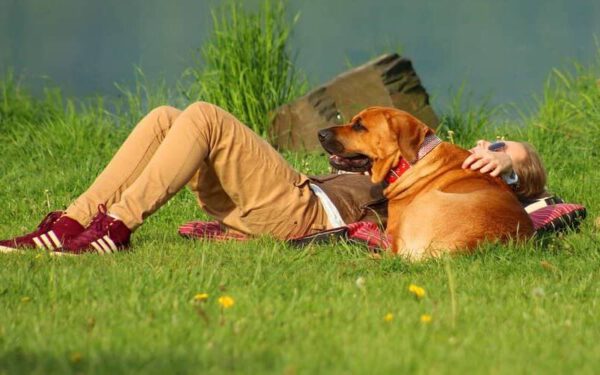 Os cachorros veem os tutores como pais?