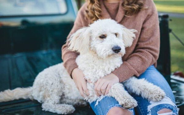 Os cachorros veem os tutores como pais?