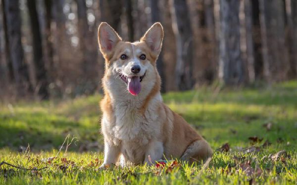 Os cães da rainha Elizabeth II