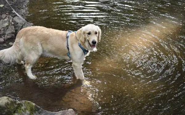 Os cães ideais para pessoas idosas