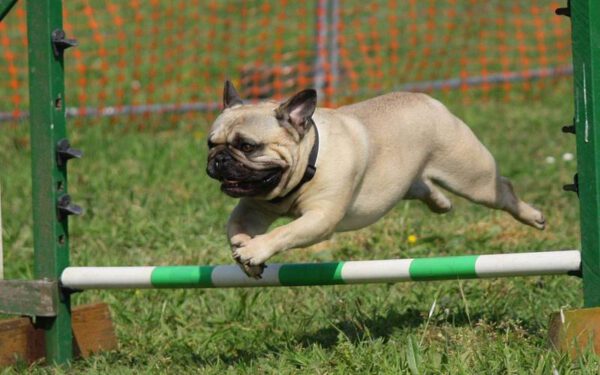 Os cães ideais para pessoas idosas