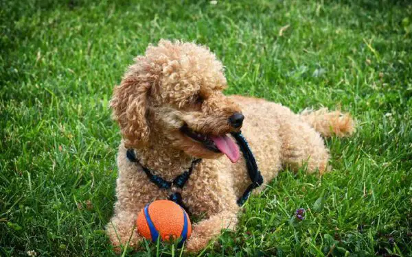 Os cães ideais para pessoas idosas