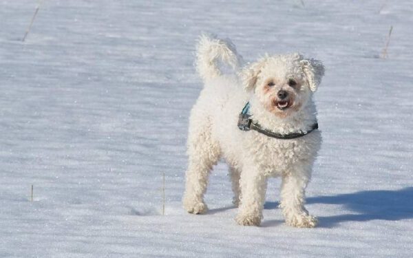 Os cães ideais para pessoas idosas