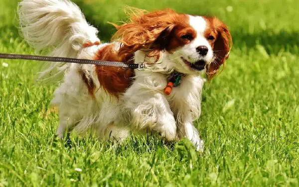 14 cães ideais para pessoas idosas Os cães ideais para pessoas idosas