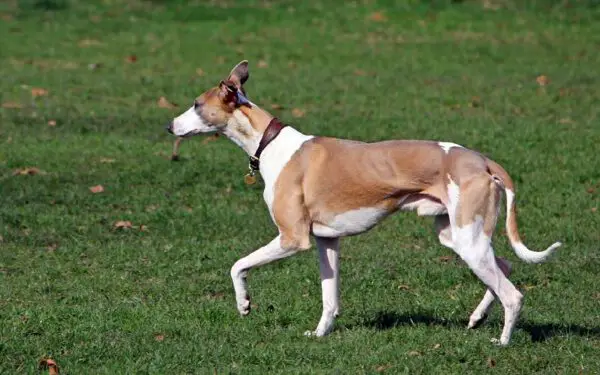 Os cães ideais para pessoas idosas