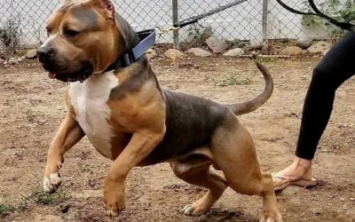 Pitbull monster – Saiba tudo sobre a raça