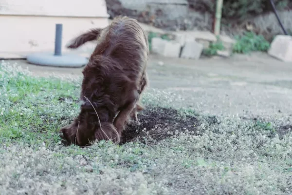 Por que alguns cães gostam tanto de cavar?