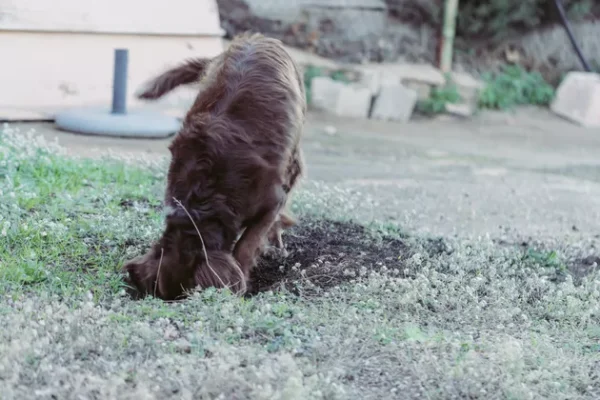 Por que alguns cães gostam tanto de cavar? Por que alguns cães gostam tanto de cavar?